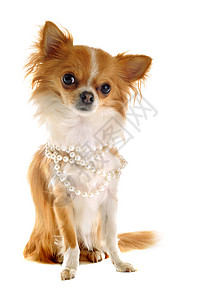 戴珍珠项圈的吉娃娃动物犬类长毛珍珠棕色伴侣衣领白色宠物工作室图片