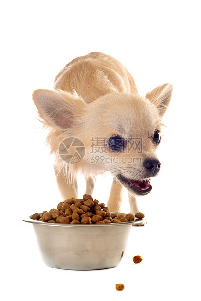 小狗吉娃娃和食物碗干粮伴侣白色动物食品宠物工作室犬类食盆狗粮图片