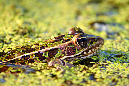 北豹蛙动物宏观林蛙生物学小动物两栖动物学疱疹青蛙生活图片