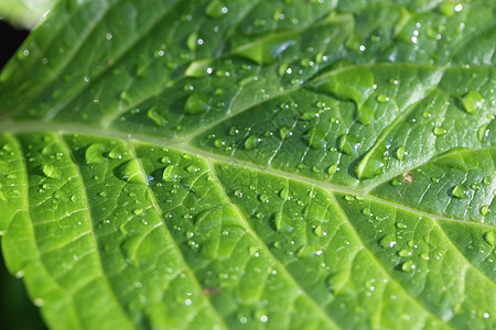 绿叶上的雨滴环境宏观水滴植物叶子植物群花园图片