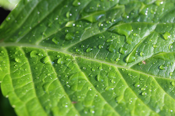 绿叶上的雨滴环境宏观水滴植物叶子植物群花园图片