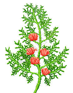 在白色背景上与粉红色花朵隔离的绿色植物图片