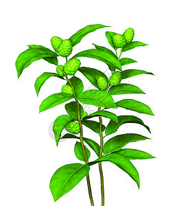 绿色植物 水果和种子在白色背景上分离图片