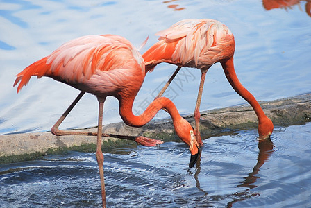 一对美丽的粉红火烈鸟 两只热带鸟图片