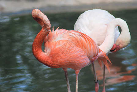 一个美丽的粉红色火烈鸟 热带鸟类的紧闭情调动物群翅膀脖子异国粉色羽毛眼睛荒野动物园图片
