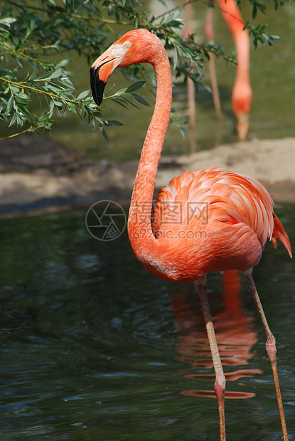 一个美丽的粉红色火烈鸟 热带鸟类的紧闭野生动物鸟舍异国姿势动物动物群翅膀羽毛情调荒野图片