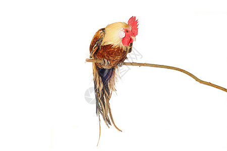 纯青棕色公鸡生物乡村男性良种白色流感家禽动物动物群家畜图片