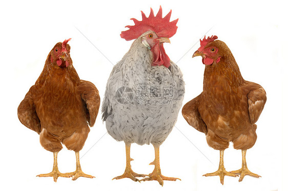 纯青棕色公鸡家畜红色白色动物鸟类季节动物群小鸡家禽乡村图片