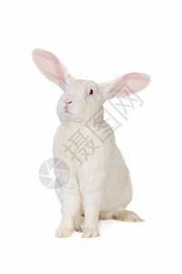 兔子兔动物头发毛皮水平农业灰色柔软度警觉宠物脊椎动物图片