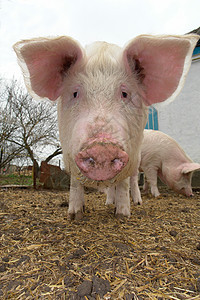 猪农场野生动物荒野宠物动物白色农业生物家畜图片
