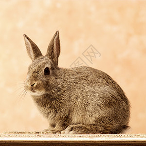 兔子兔哺乳动物野生动物宠物毛皮棕色背景图片