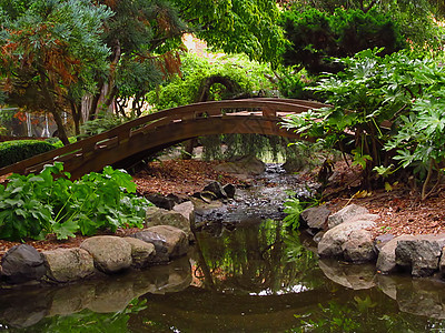 东方花园公园绿化园艺农村植物学木头池塘植物群绿地植物图片