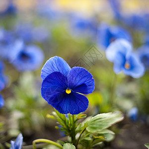 维奥拉三彩色color花朵紫色美丽公园蓝色植物绿色图片