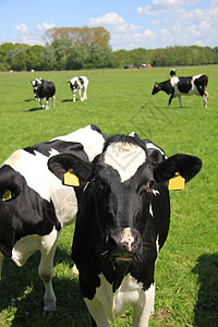 黑白白的白牛奶制品黄色黑色农村耳朵农业生产绿色牛奶食物图片