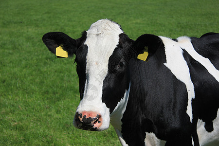 牛的肖像耳朵牧场农场场地收成黑色动物农村农业奶制品图片