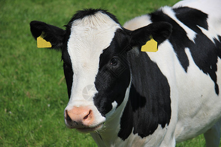牛的肖像干草收成场地动物奶制品耳朵农场生产食物白色图片