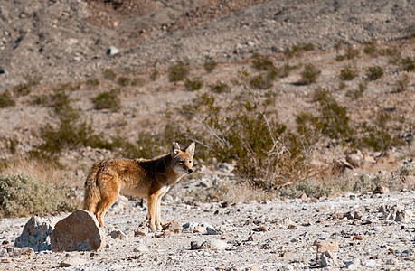 死亡谷的土狼哺乳动物荒野打猎食肉野生动物动物图片