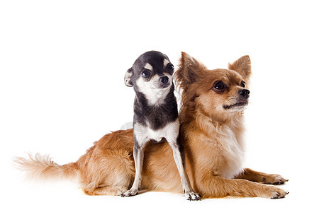 2个吉娃娃黑色白色友谊宠物工作室伴侣棕色动物夫妻犬类图片