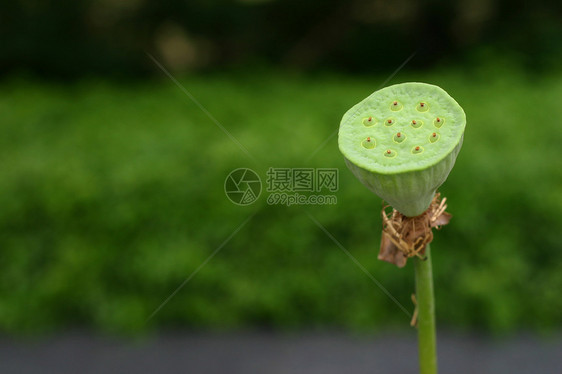 莲花波种子植物植物群美丽热带百合绿色植物学水果图片