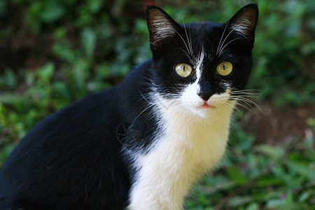 黑白猫小猫毛皮条纹哺乳动物眼睛宠物黑色猫咪白色图片