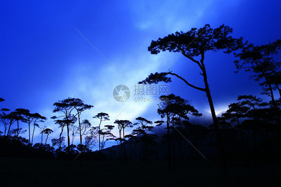 清晨的松林环境游客叶子植物季节薄雾松树旅行射线树干图片