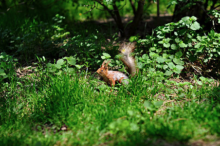一棵树下松松鼠的肖像尾巴荒野红色哺乳动物松鼠棕色食物野生动物动物群毛皮图片