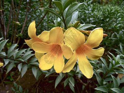 泰国的鲜花 黄色图片