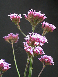 韦尔贝纳博纳里尼斯花朵花瓣黑色图片