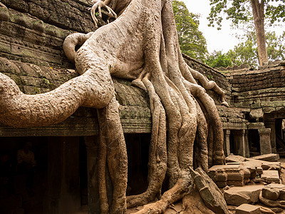 Angkor Thom柬埔寨的Ta Prohm寺庙考古学建筑学宗教树木雕塑丛林旅游历史树根植物图片