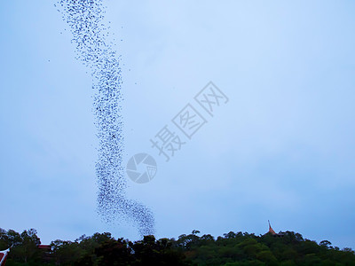 蝙蝠人群部落植物食虫团体天空黑色航班野生动物哺乳动物图片