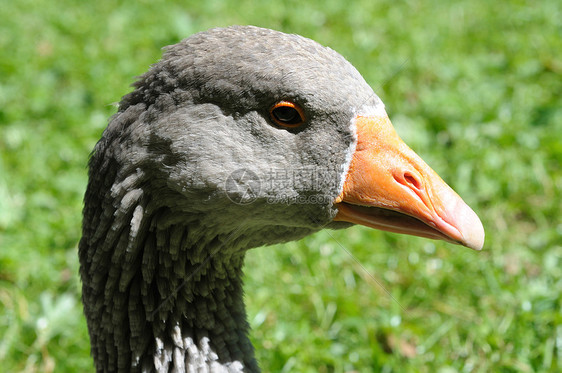 鹅的肖像灰色绿色眼睛白色动物橙子羽毛棕色图片