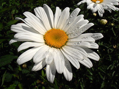 湿黛西植物草原野花牛眼农场花园菊花雏菊花瓣土地图片