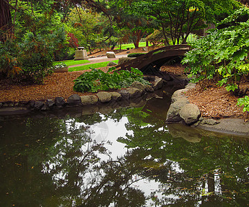 东方花园公园园林池塘园艺季节国家植物群绿化木头植物图片