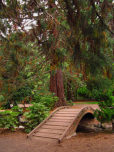 东方花园木头农村池塘植物群绿地公园园林植物学季节花园图片