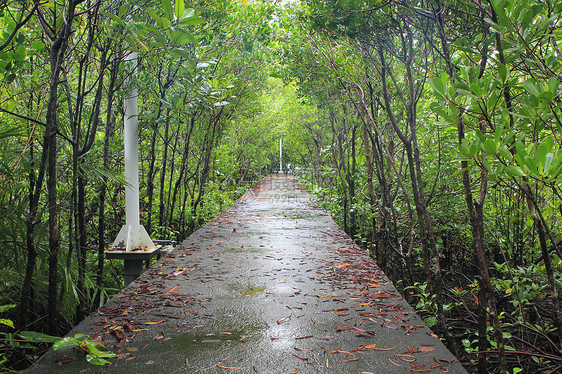 泰国红树林中森林的林道路线 泰国小路木头风景环境场景公园季节枝条丛林热带图片