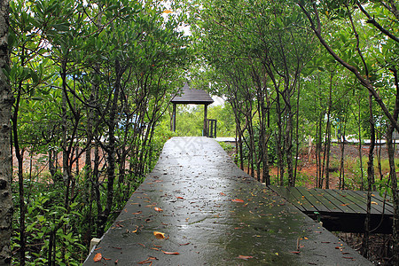 泰国红树林中森林的林道路线 泰国环境国家花园途径木板天空植物叶子风景植被图片