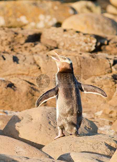 成年NZ黄眼企鹅或岸上的Hoiho海岸海鸟荒野脚蹼捕食者冲浪鸟类学动物生态环境图片