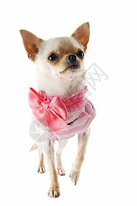 小狗吉娃娃棕色节点女性工作室宠物衣服伴侣动物犬类白色图片