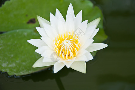 白莲元素美丽百合白色黄色植物植物群荷花摄影设计图片