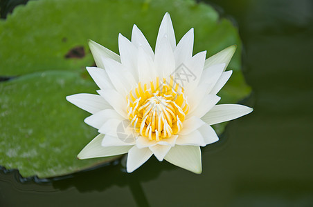 白莲元素植物群白色黄色花瓣冥想宗教美丽荷花植物背景图片