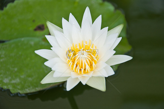 白莲元素植物群白色黄色花瓣冥想宗教美丽荷花植物图片