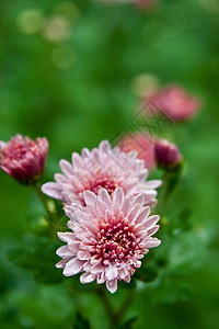粉红大丽花生活花粉生长季节绿色叶子红色宏观粉色植物图片