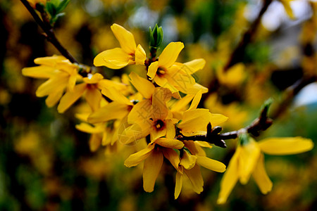 约惠春天黄铃黄色花粉宏观植物群灌木绿色植物学植物花朵野花背景