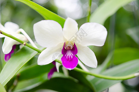 白兰花绿色植物白色植物群叶子花束花瓣紫色热带花园图片