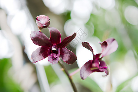 红花植物学花园紫色叶子花瓣花束植物群兰花植物热带图片