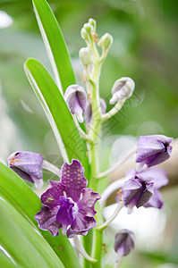 紫兰花兰花白色绿色植物紫色叶子热带植物群花园花瓣图片