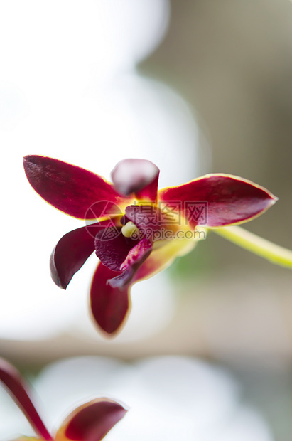 红色植物植物群紫色白色黄色叶子兰花花园绿色花束花瓣图片