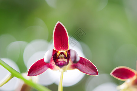 红色兰花花园紫色黄色叶子植物群花束白色植物植物学热带图片