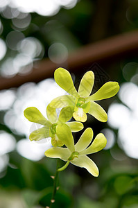 柠檬chifon兰花图片