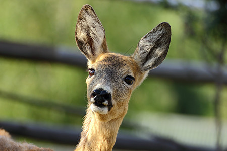 红鹿的肖像图片